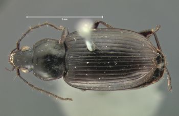 Media type: image;   Entomology 5766 Aspect: habitus dorsal view